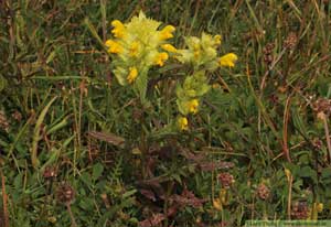 Höskallra, Rhinanthus serotinus 