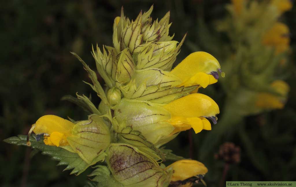 Höskallra, Rhinanthus serotinus 