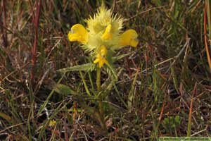 Höskallra, Rhinanthus serotinus 