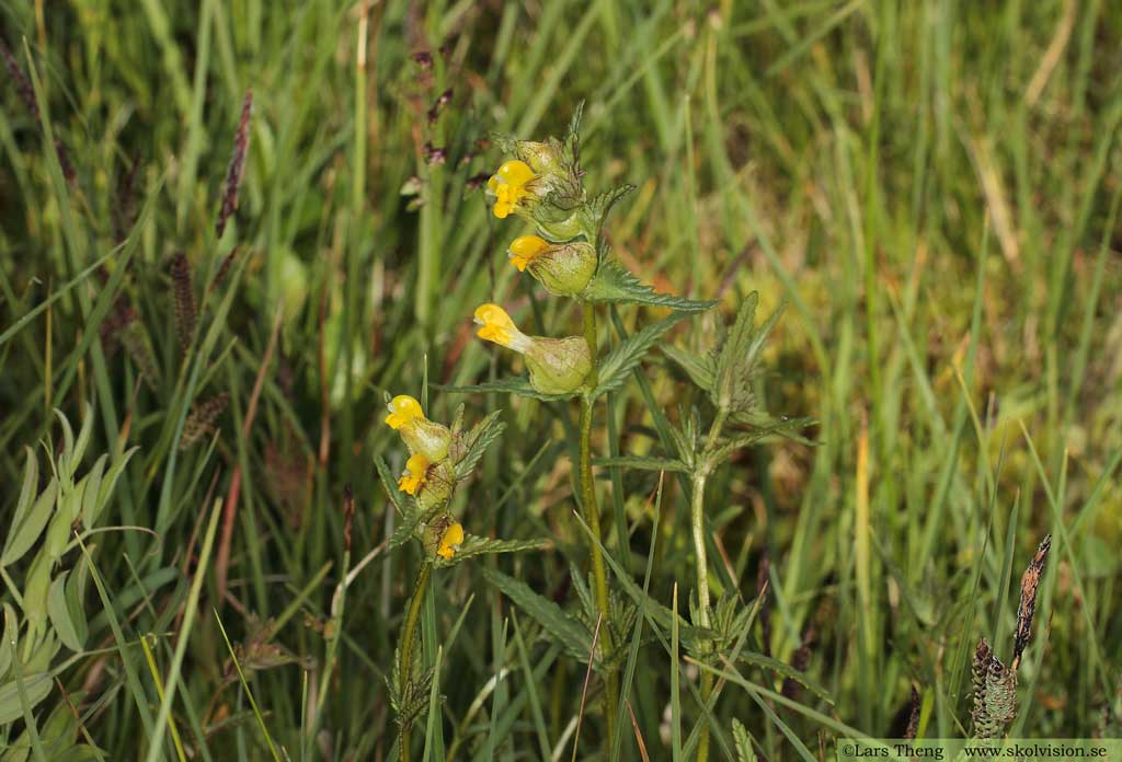 Ängsskallra, Rhinanthus minor