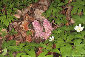 Vätteros, Lathraea squamaria