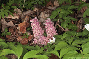 Vätteros, Lathraea squamaria