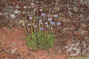 Bergskrabba, Globularia vulgaris