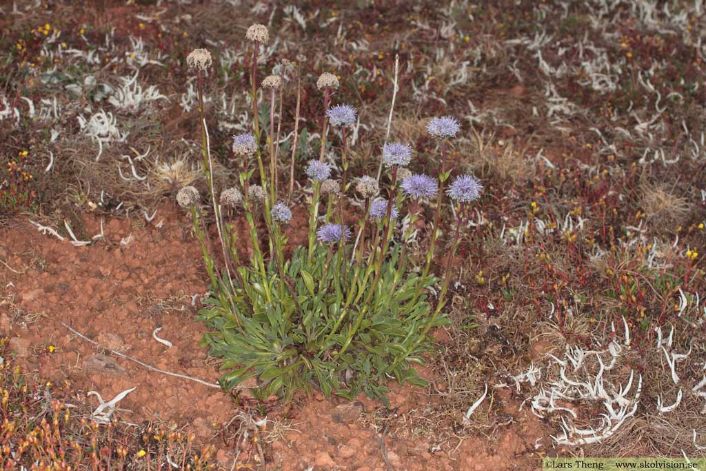 Bergskrabba Globularia vulgaris