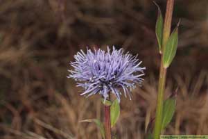 Bergskrabba, Globularia vulgaris