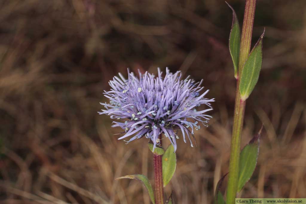 Bergskrabba Globularia vulgaris