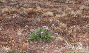 Bergskrabba, Globularia vulgaris