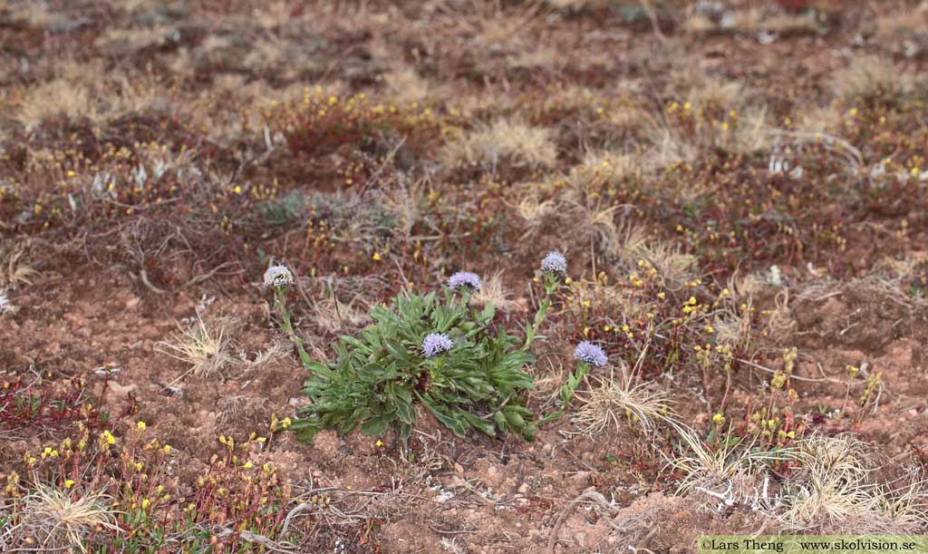 Bergskrabba Globularia vulgaris