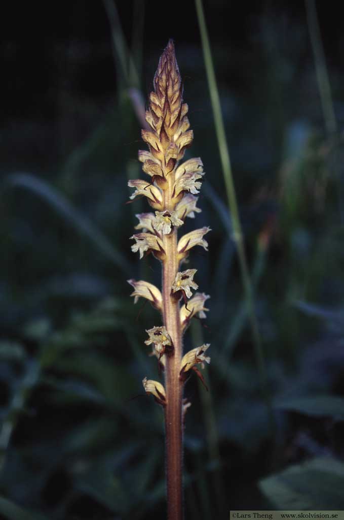 Tistelsnyltrot, Orobanche reticulata