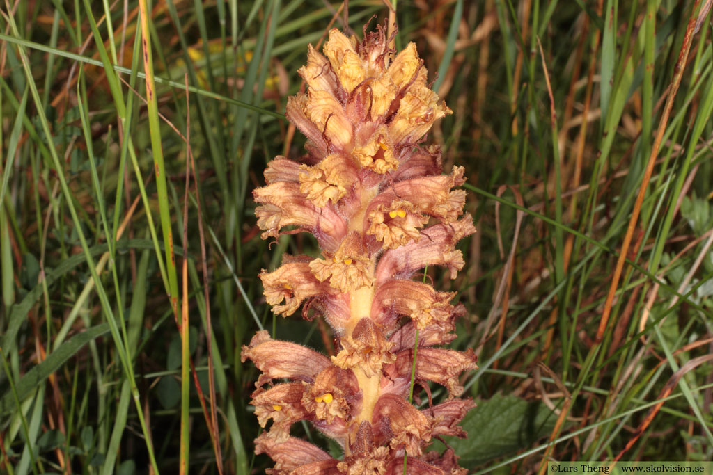 Klintsnyltrot, Orobanche elatior