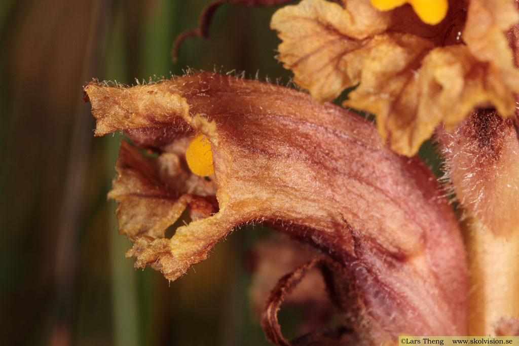 Klintsnyltrot, Orobanche elatior