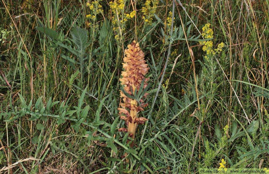 Klintsnyltrot, Orobanche elatior