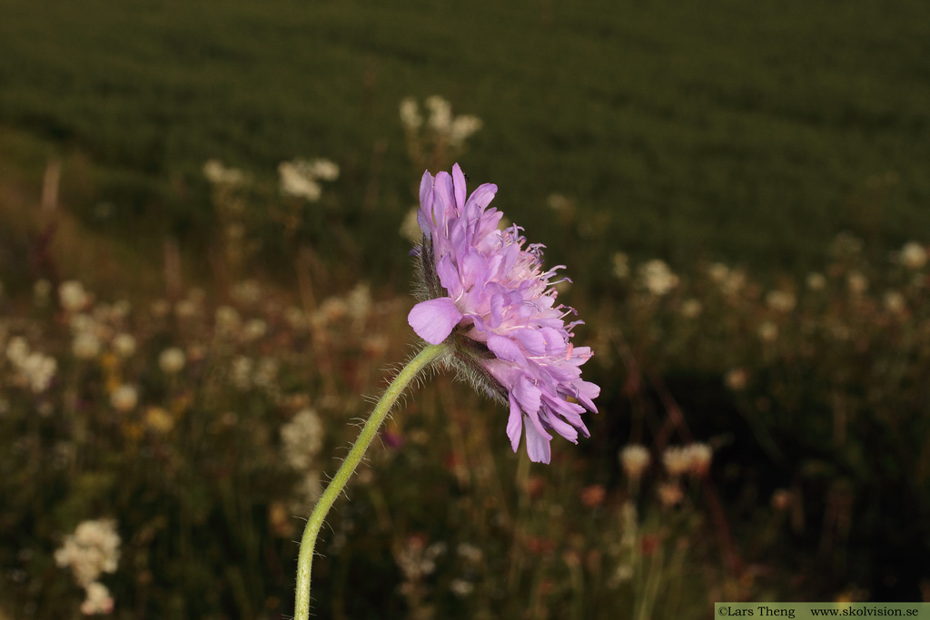 Åkervädd, Knautia arvensis