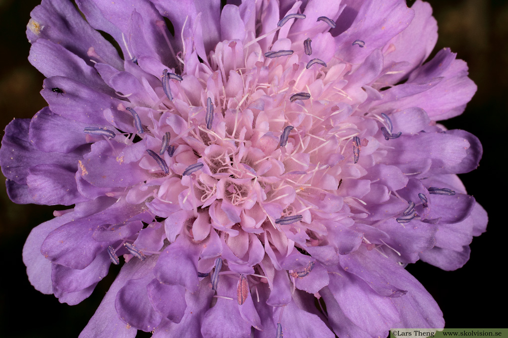 Åkervädd, Knautia arvensis