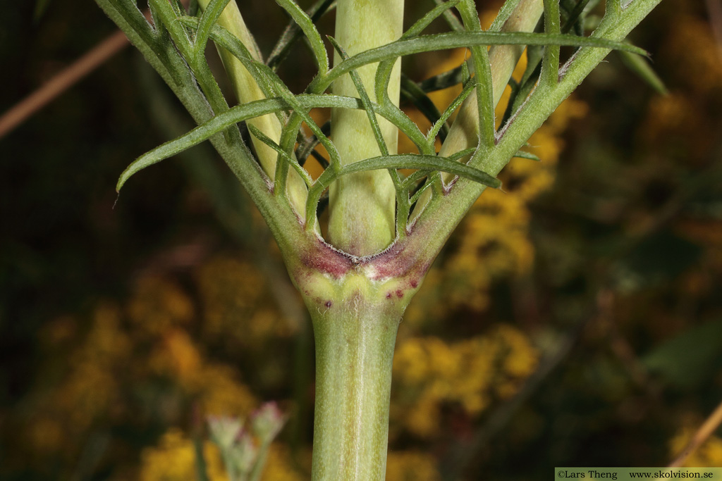Fältvädd, Scabiosa columbaria