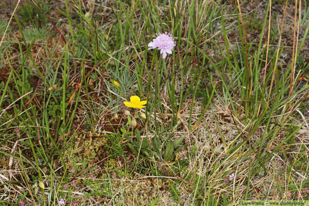 Luktvädd, Scabiosa canescens