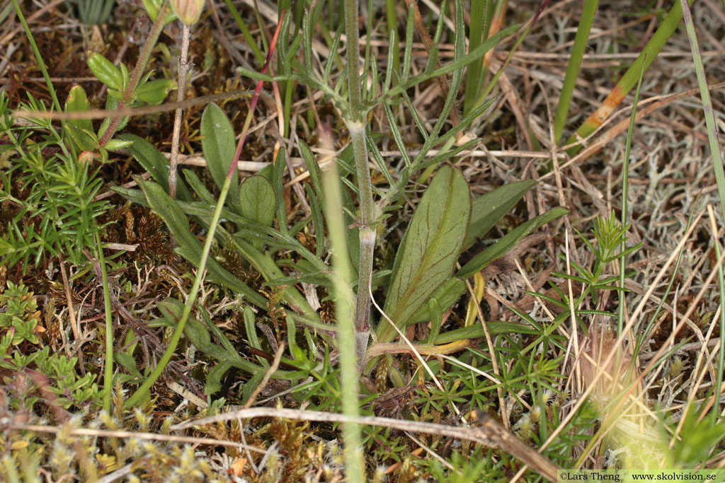 Luktvädd, Scabiosa canescens