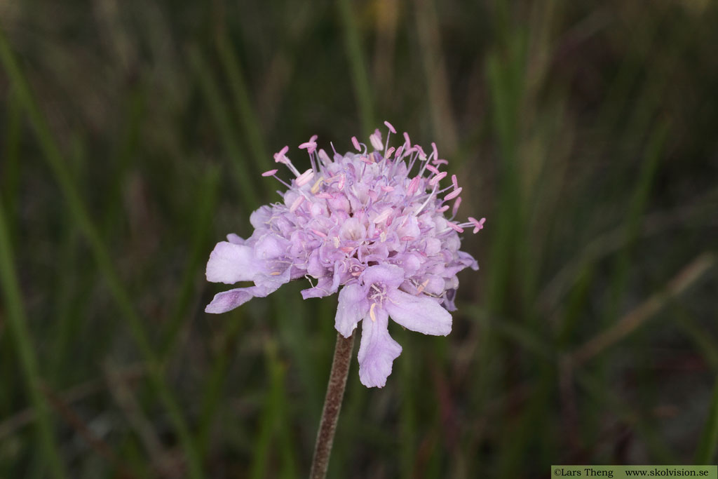Luktvädd, Scabiosa canescens