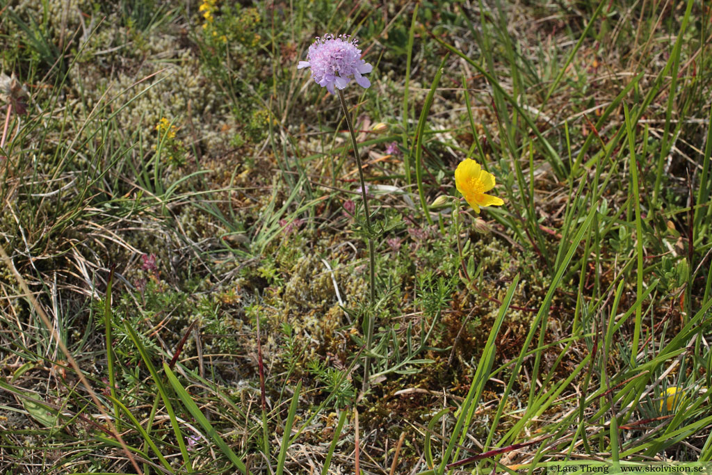 Luktvädd, Scabiosa canescens
