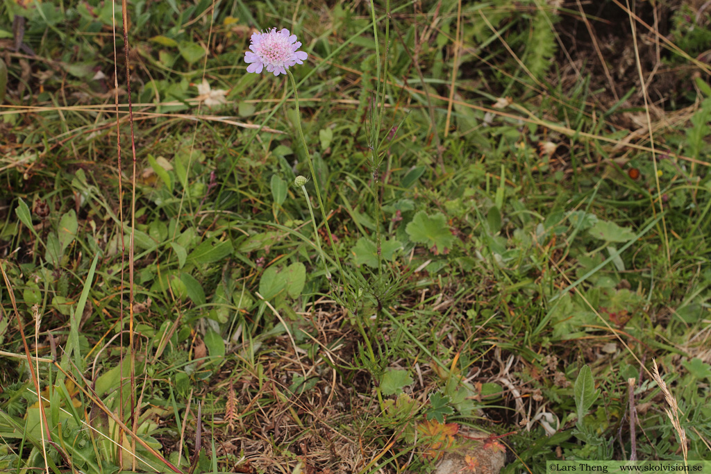 Fältvädd, Scabiosa columbaria