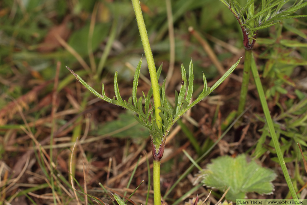 Fältvädd, Scabiosa columbaria