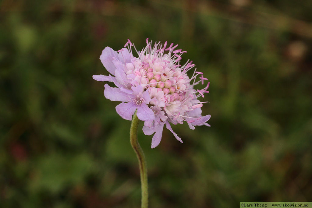 Fältvädd, Scabiosa columbaria