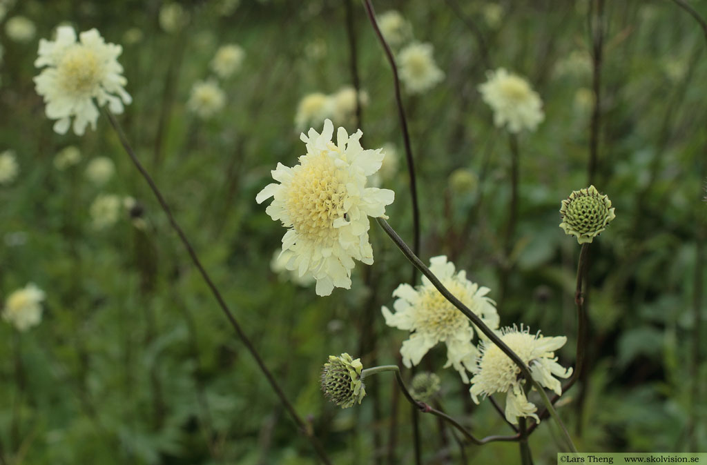 Jättevädd, Cephalaria gigantea