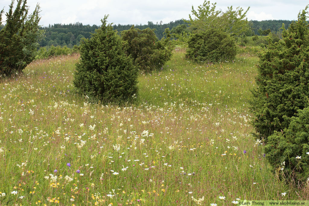 Stor blåklocka, Campanula persicifolia
