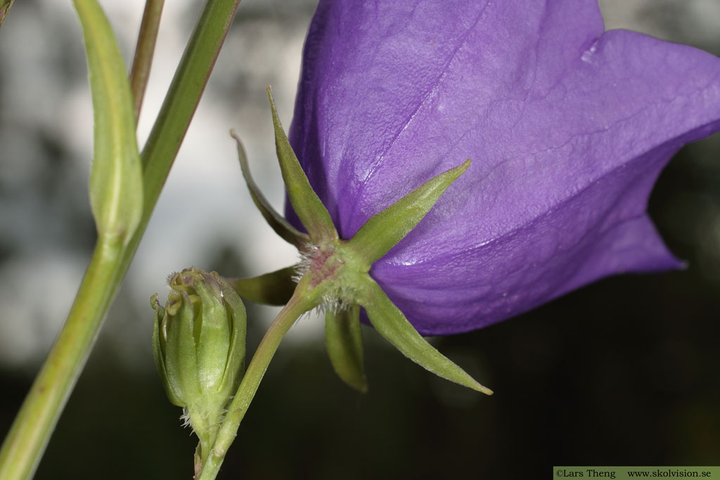 Stor blåklocka, Campanula persicifolia