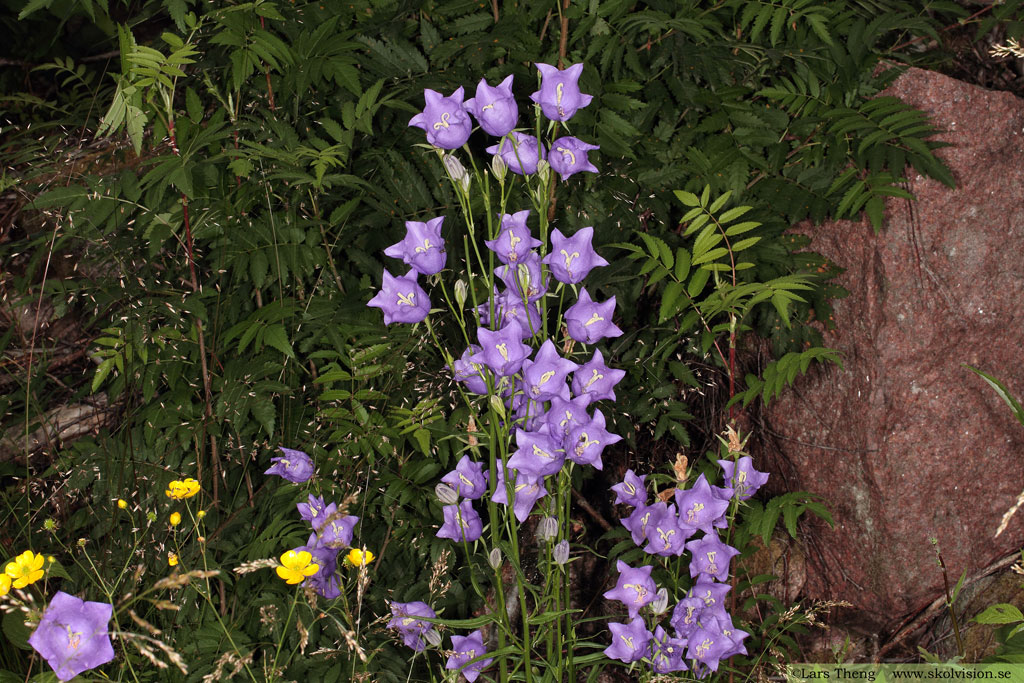 Stor blåklocka, Campanula persicifolia