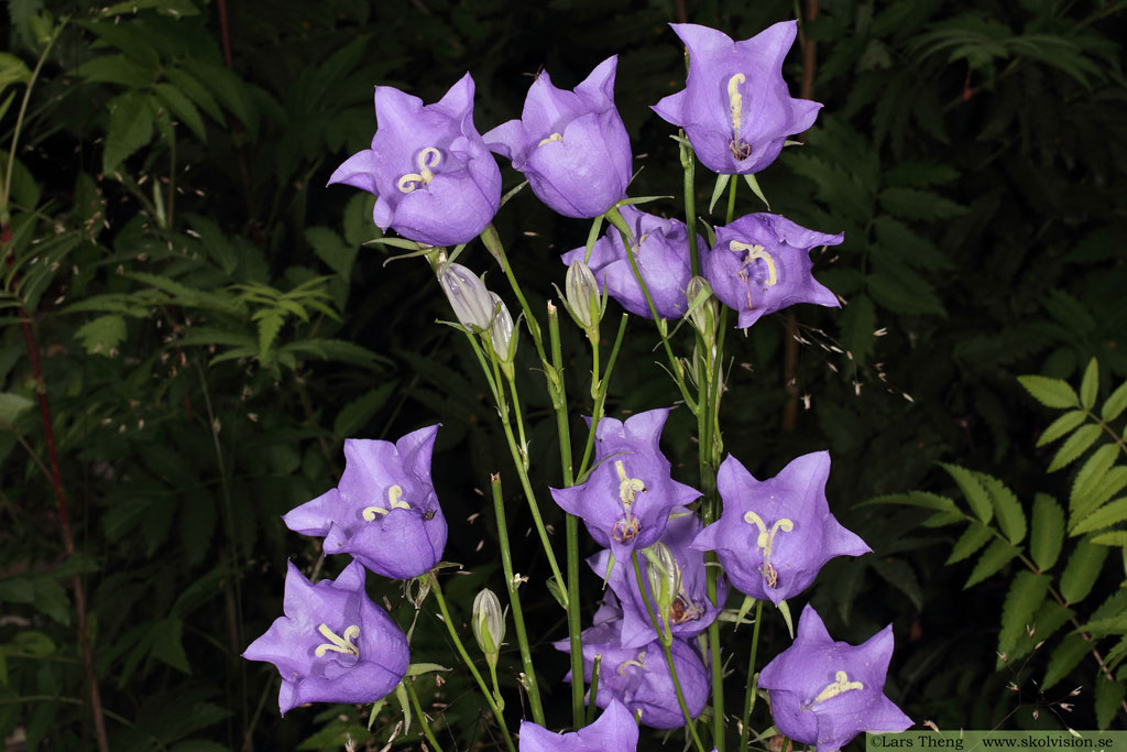 Stor blåklocka, Campanula persicifolia