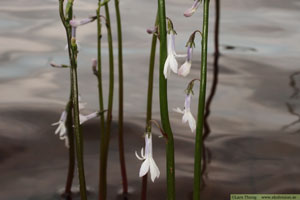 Notblomster, Lobelia dortmanna