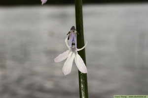 Notblomster, Lobelia dortmanna