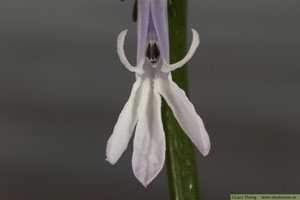 Notblomster, Lobelia dortmanna