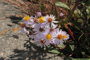 Strandaster, Tripolium vulgare 