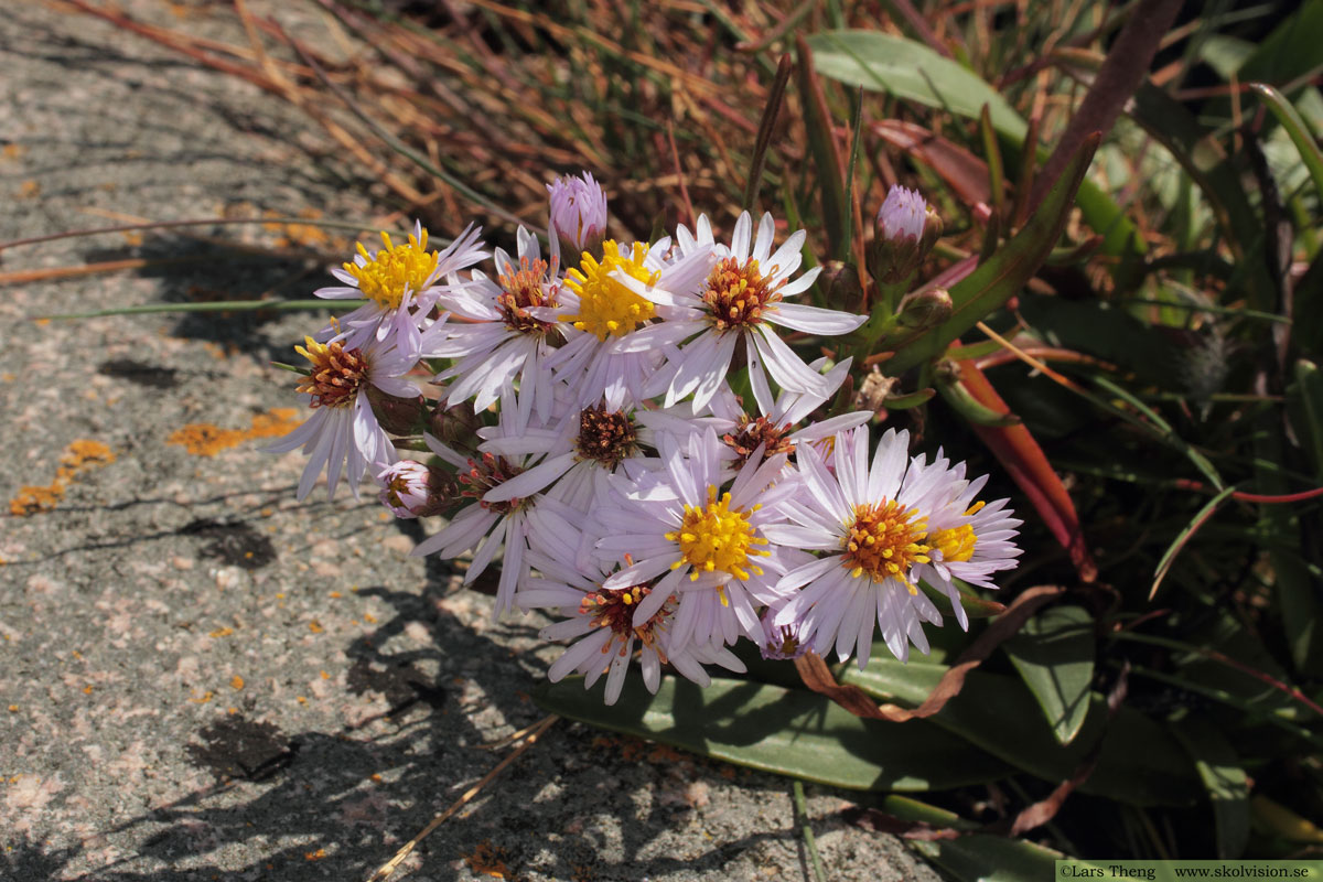 Strandaster, Tripolium vulgare 