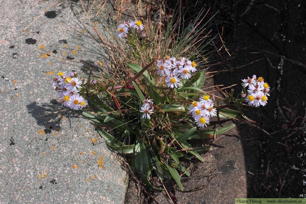 Strandaster, Tripolium vulgare 