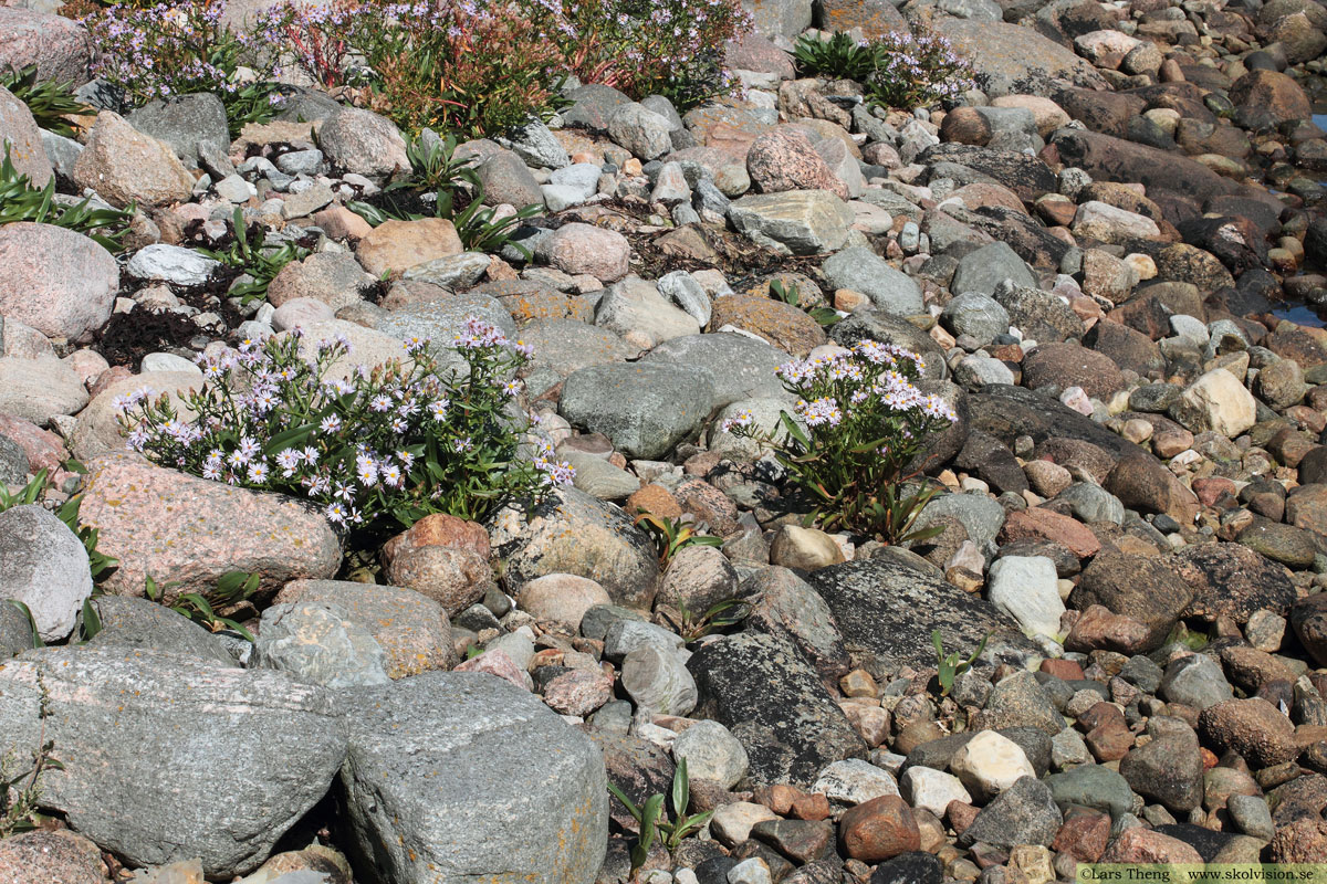 Strandaster, Tripolium vulgare 