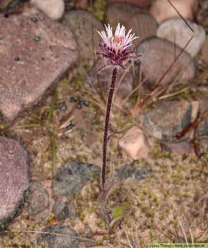 Fjällbinka, Erigeron uniflorus 