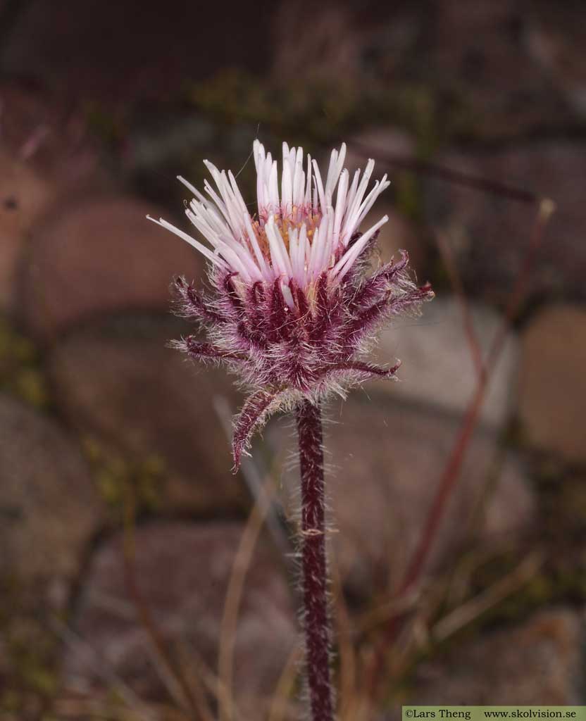 Fjällbinka, Erigeron uniflorus 