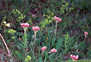 Kattfot, Antennaria dioica