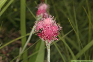 Kattfot, Antennaria dioica