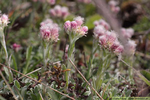 Kattfot, Antennaria dioica