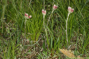 Kattfot, Antennaria dioica