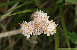 Kattfot, Antennaria dioica