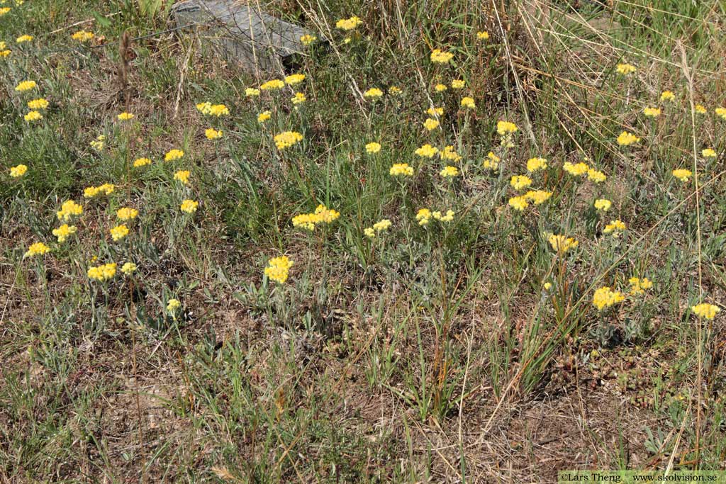 Hedblomster, Helichrysum arenarium 
