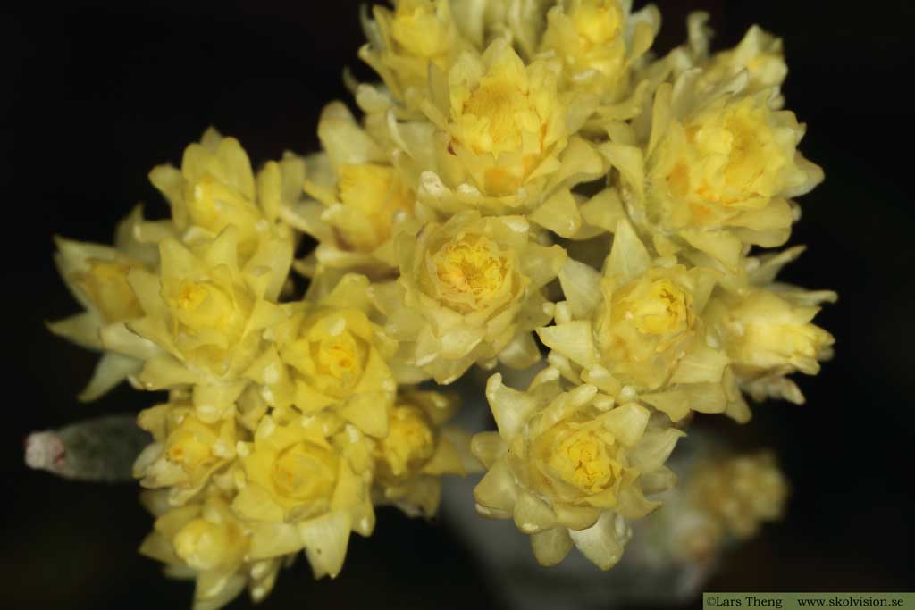 Hedblomster, Helichrysum arenarium 