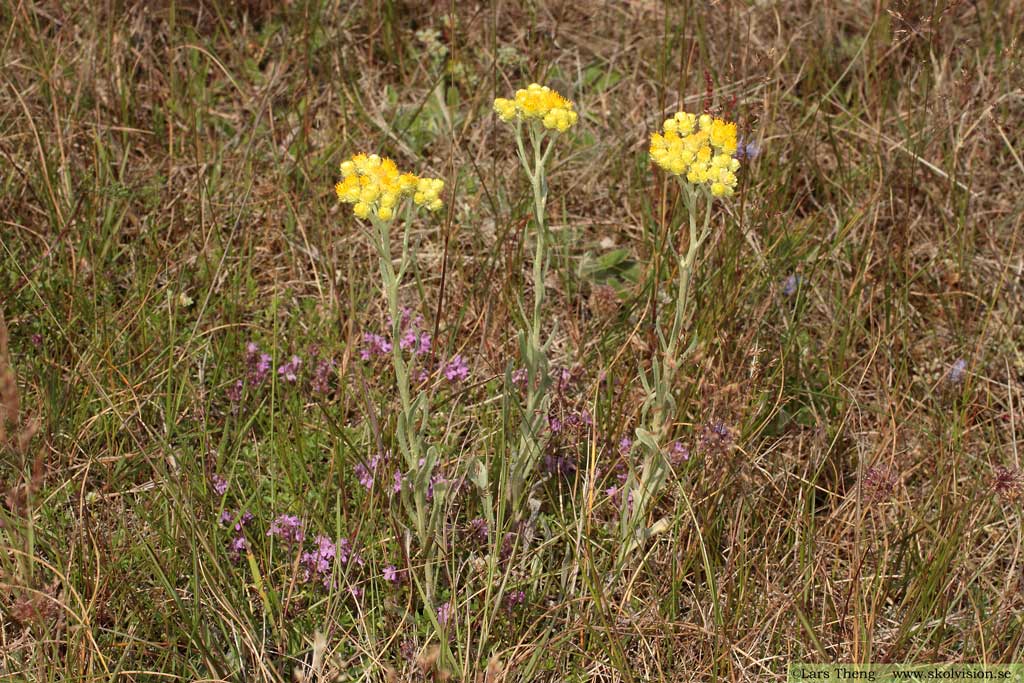 Hedblomster, Helichrysum arenarium 