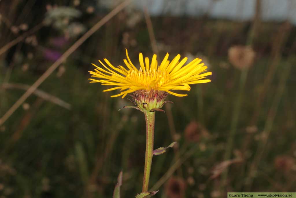 Krissla, Inula salicina