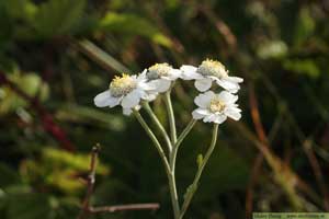 Nysört, Achillea ptarmica